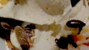 Мраморные тараканы Часть 1