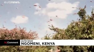 Нашествие пустынной саранчи в Африке