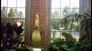 Titan Arum (Corpse Flower) Time Lapse