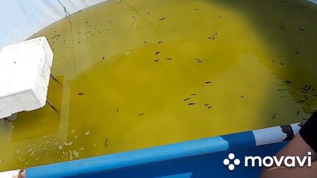 Лечение АРГУЛЕЗА.Лекарство работает!