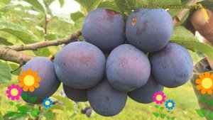 Слива Кромань. Краткий обзор, описание характеристик, где купить саженцы prunus sp. Kroman'