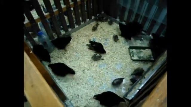 Зоопарк Сказочный Лес - Побег из курятника смотреть онлайн