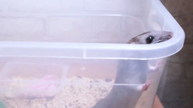 25 января наступит год крысы. Ну а мы знакомимся с этим зверьком прямо сейчас смотреть онлайн