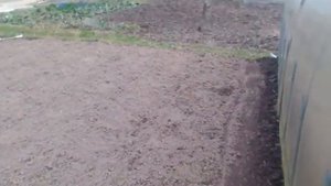Посадила лук Геркулес и Стурон. И посадили раннюю картошку Жуковский сорт и Ред Скарлет