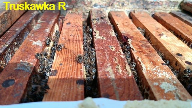 #пчёлы. Весна проблемная. Пчёлы опять остались без пыльцы. Аварийная подкормка белком внутри  улья смотреть онлайн