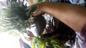 Хризантема мультифлора. Подготовка к высадке укорененных черенков в грунт.