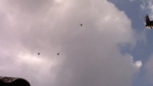 Голуби Город Курахово Охмуш А.И