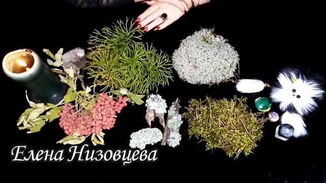 Магия мха  [Что может мох. Как с ним работать] Виды мха.