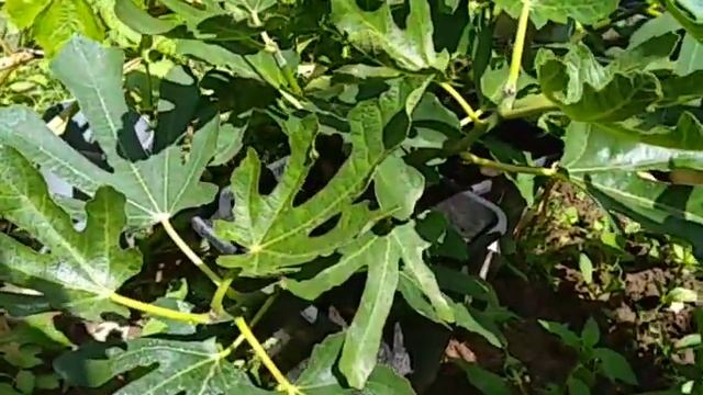 Инжир в Подмосковье 16.06.2021, развитие кустов в загл теплице и горшках в откр. грунте. Сад Копейк смотреть онлайн