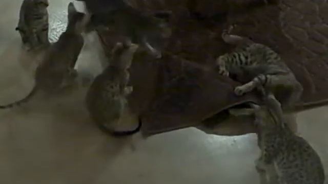 Not Your Average Kitty African Serval = Hybrid Exotic = Savannah Cat Shoppe смотреть онлайн