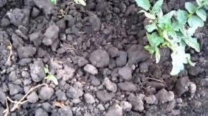 Рыхление земли в помидорах после полива