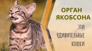 Орган Якобсона.Как это работает. Эти удивительные кошки.