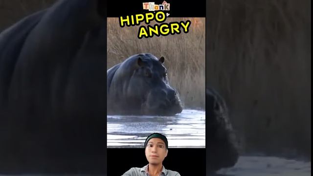 Hippo Angry  #shorts #shortsvideo #viral #viralshorts