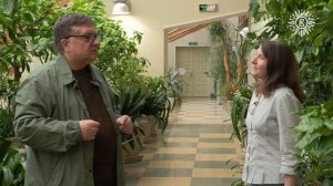 Выращивание цитрусовых в квартире