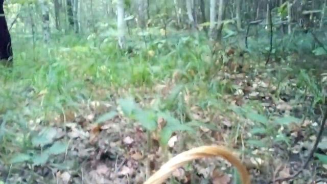 Поехали за грибами, а нашли...