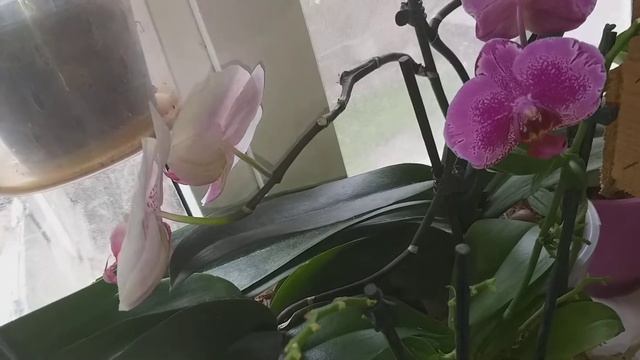 Орхидея Пандора.Полный роспуск.? смотреть онлайн