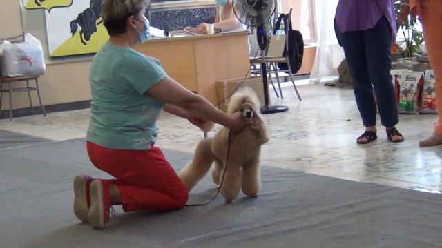 64  Моно пуделей. Касли 04,07,2021.  SHANSONIE DE LJUVI'S смотреть онлайн