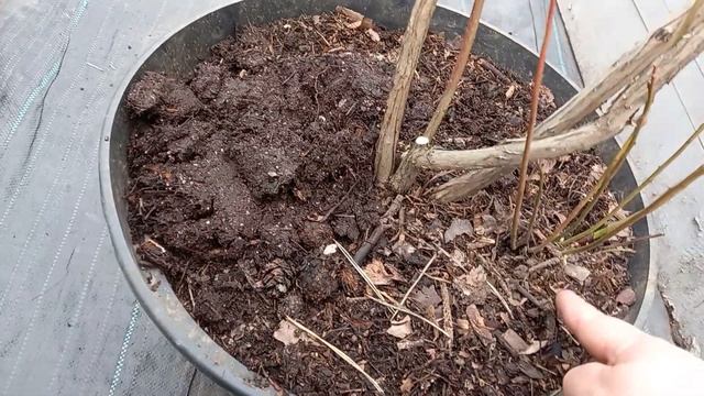 Размножение голубики прикорневой порослью.