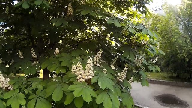 Цветущий каштан. Каштан - прекрасное, сильное и высокорослое дерево смотреть онлайн