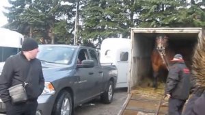КОНІ ВАГОВОЗИ.  ВИБИРАЄМ КОНЯ ПОЛЬША.HORSE SHOPPING FOR A BEAUTIFUL STALLION
