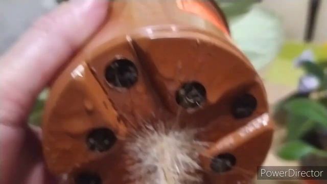 ГЛОКСИНИИ НА ФИТИЛЬНОМ ПОЛИВЕ,ГРУНТ ПЕРЕСОХ смотреть онлайн