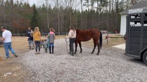 A Horse for Keeps! | Buying our First Horse for our New Home