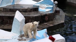 Jumping polar bear cubs