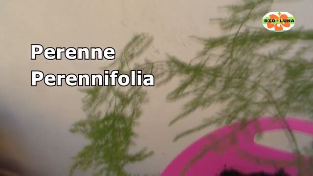 Trasplante, cuidados y Morfología velo de novia o Asparagus setaceus, helecho plumoso, espuma de ma смотреть онлайн