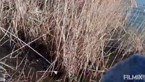 Удочки  забыл/зато почистил новое место для рыбалки !
