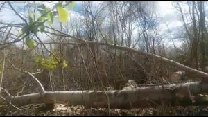 УРАЛЕЦ 2204 Работа в лесу. Вытащил огромное дерево из воды!!!
