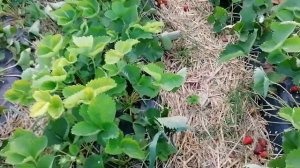 Клубнику обжигает солнце, что делать