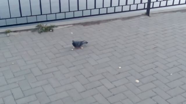 Цветы для сони смотреть онлайн