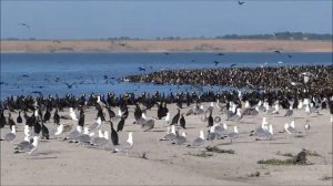 Ейск и море. Бакланы на острове Ейская коса.