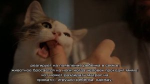 Почему котенок кусается: без причины или когда гладишь