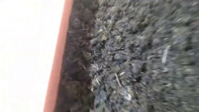 Содержание дендробены в винегрете (навоз+торф). Результат не порадовал. смотреть онлайн