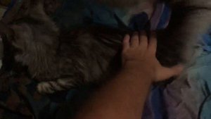 Кошка хочет кекса