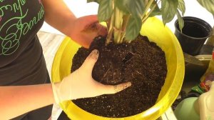 РАБОТА с ЦВЕТАМИ. Стригу Черенкую Пересаживаю. Плектрантус. Каллизия. Калатея. Видео МОТИВАЦИЯ комна