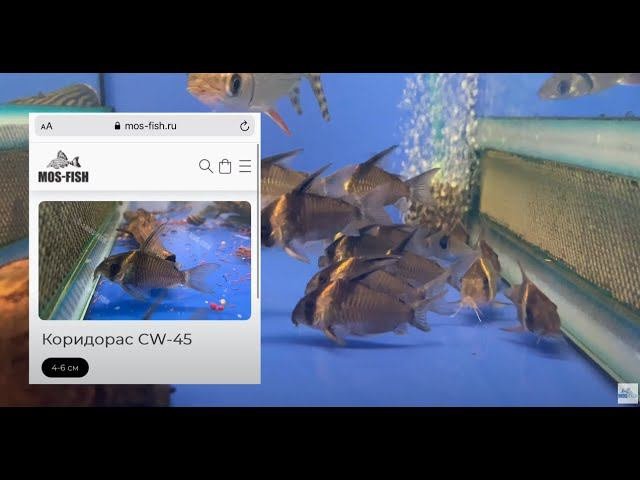Птичий Рынок 2021 / Поставка из Колумбии / Аквариумистика Mos-fish.ru / Часть 3. Итоги поставки.
