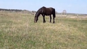 Жизнь лошади  Horse Life