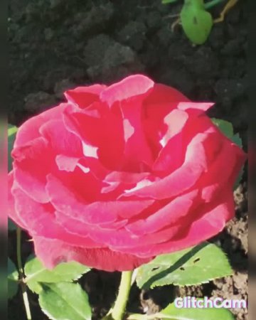 roses  розы