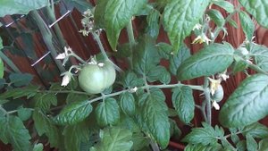 Огород на балконе. Томат " Белый налив " и " Волгоградский ".