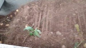 Т - 25 + Картофелекопалка транспортёрная. Копаем картофель. We dig potatoes with a tractor.