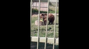 Парк львов, земля прайда.