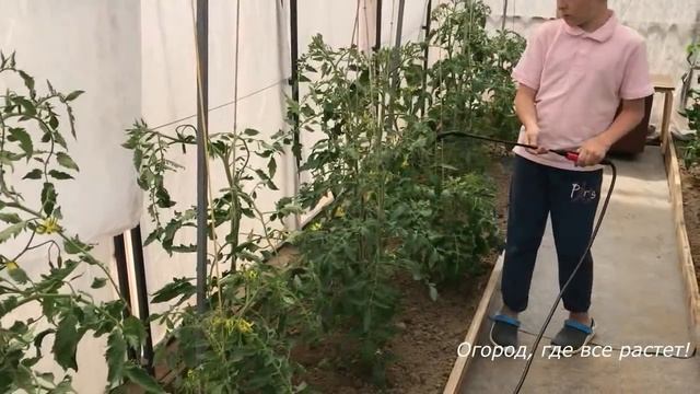 472. Как увеличить количество завязей на помидорах. смотреть онлайн