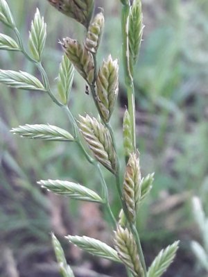 43. Плевел многолетний - Lolium perenne