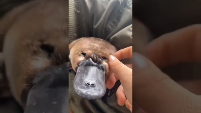 Домашний утконос смотреть онлайн