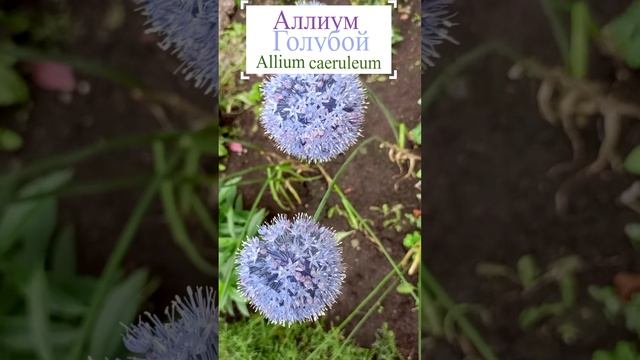 Аллиум голубой (Allium caeruleum).?