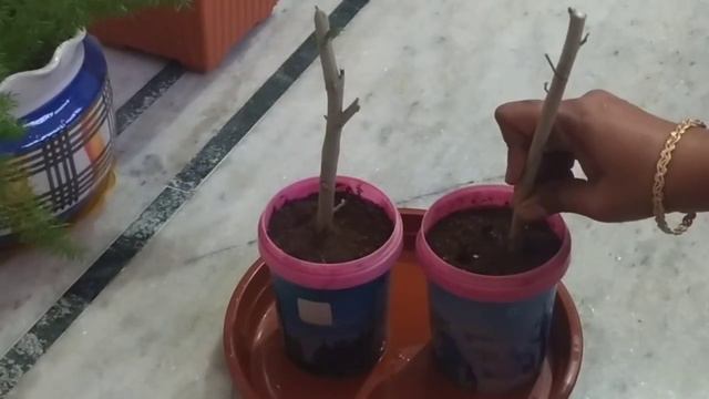 Hibiscus Propagation in Tami ll குச்சி வெச்சு செம்பருத்தி பதியன் போடுவது எப்படி? ll смотреть онлайн