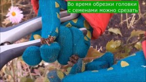 Хризантемы на зиму. Обрезка корейских (дубок) хризантем осенью