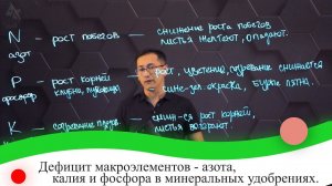Дефицит макроэлементов - азота, калия и фосфора в минеральных удобрениях.